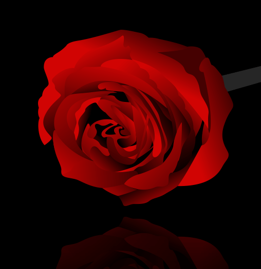 Rose illustration